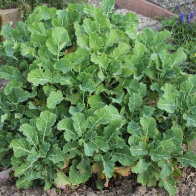 Chou Perpetuel Daubenton - Leaderplant