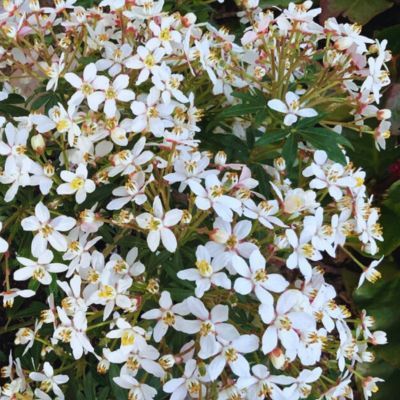 Oranger du Mexique Green finger ® - Leaderplant