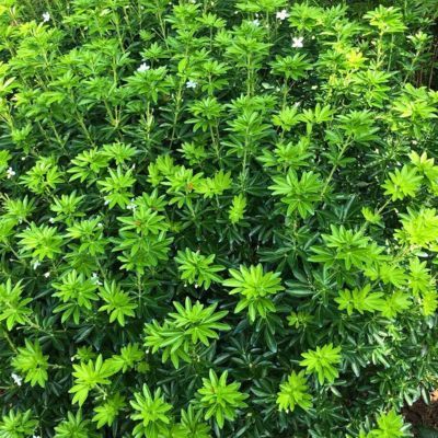 Oranger du Mexique Green finger ® - Leaderplant