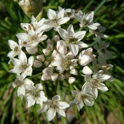 Ciboule de Chine - Leaderplant