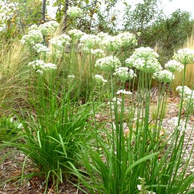 Ciboule de Chine - Leaderplant