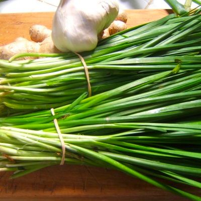 Ciboule de Chine - Leaderplant