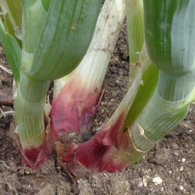 Oignon Perpetuel/Ciboule à pied rouge - Leaderplant