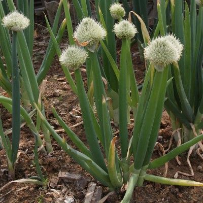 Oignon Perpetuel/Ciboule à pied rouge - Leaderplant