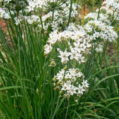 Ciboulette Chinoise - Leaderplant