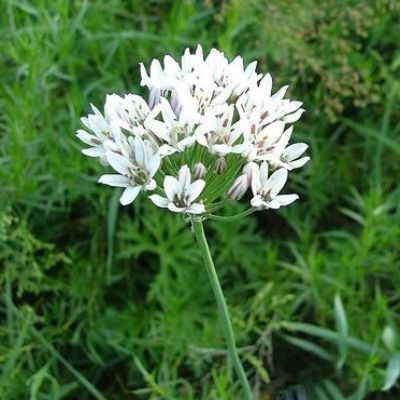 Ciboulette Chinoise - Leaderplant