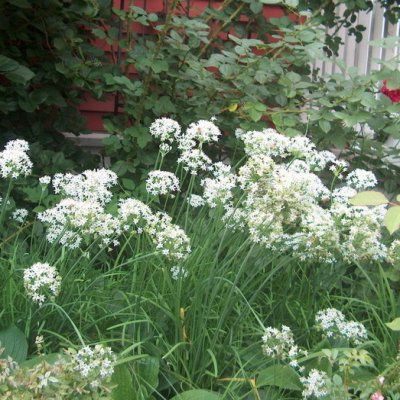 Ciboulette Chinoise - Leaderplant