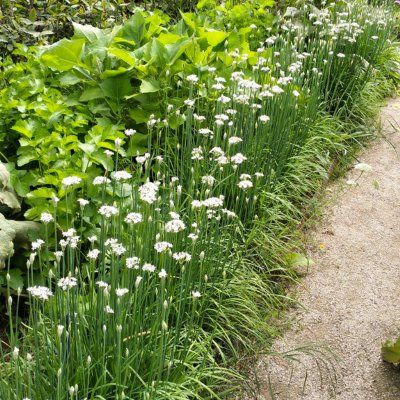 Ciboulette Chinoise - Leaderplant