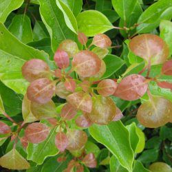 Camphrier - Leaderplant