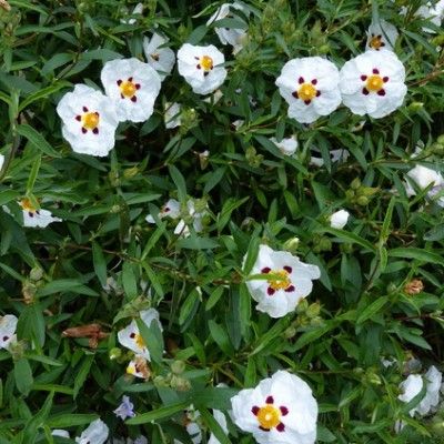 Ciste à fleurs blanches Alan Fradd - Leaderplant