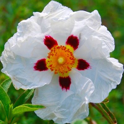 Ciste à fleurs blanches Alan Fradd - Leaderplant