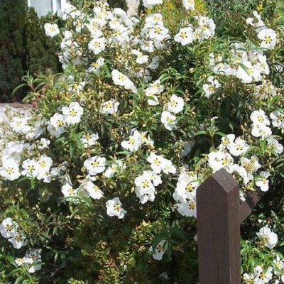 Ciste à fleurs blanches Alan Fradd - Leaderplant