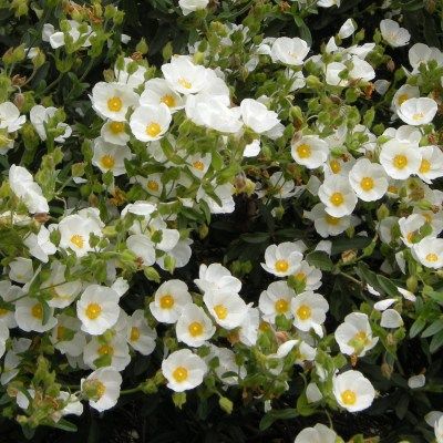 Ciste des Corbières - Leaderplant