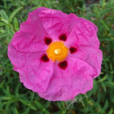 Ciste pourpre - Leaderplant