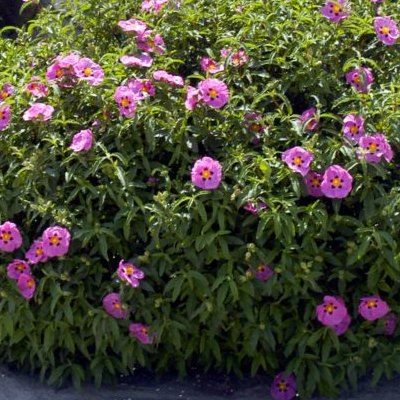 Ciste pourpre - Leaderplant