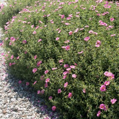 Ciste pourpre - Leaderplant