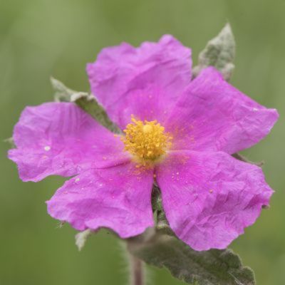 KIT arbustes à floraison rose - Leaderplant