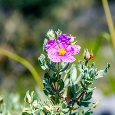 Ciste cotonneux - Leaderplant