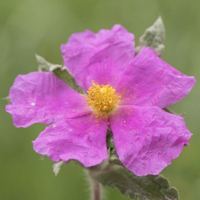 Ciste cotonneux - Leaderplant