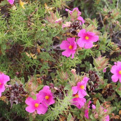 Ciste cotonneux - Leaderplant