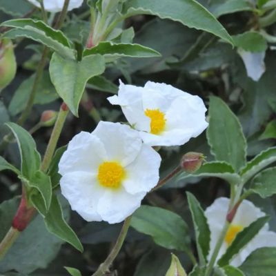 Ciste à feuilles de laurier  - Leaderplant