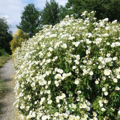 Ciste à feuilles de laurier  - Leaderplant