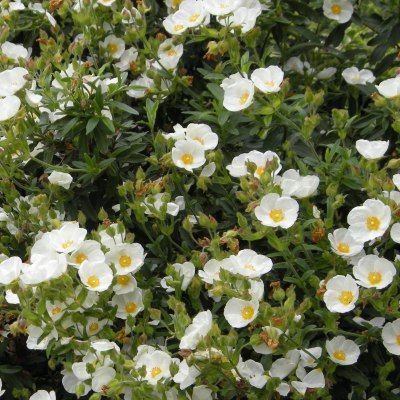 Ciste rampante - Leaderplant