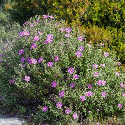 Ciste de Crète - Leaderplant