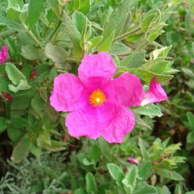 Ciste de Crète - Leaderplant