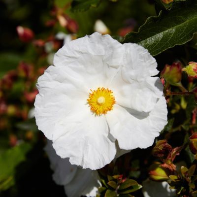 Ciste thrive - Leaderplant