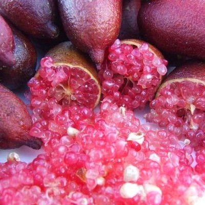Citron Caviar à chair rose - Vente en ligne de plants de Citron
