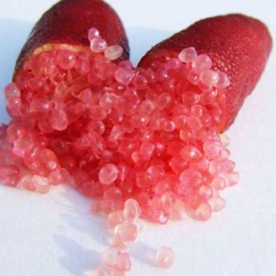 CITRONNIER caviar 'Pink Ice' hauteur de 40 à 50 cm en pot de 5