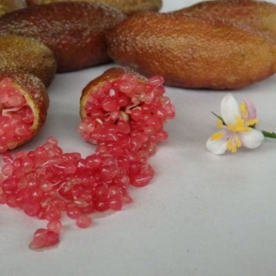 Citron Caviar Ricks Red  - Leaderplant