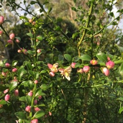 Citron Caviar Ricks Red  - Leaderplant