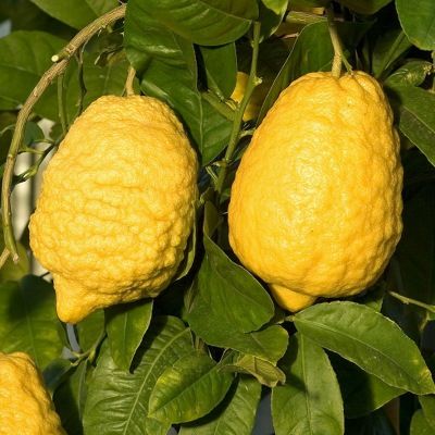 Citron Cédrat Géant - Leaderplant