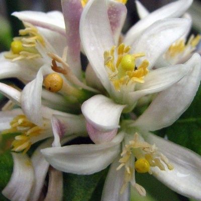 Citron de Meyer - Leaderplant