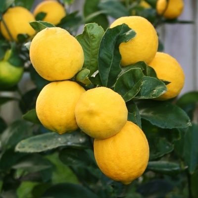 Citron de Meyer - Leaderplant