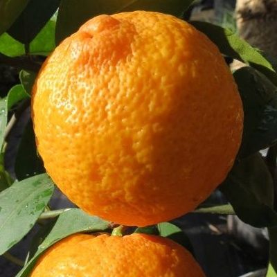 Citron de Meyer - Leaderplant