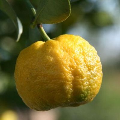 Citron doux Pursha - Leaderplant