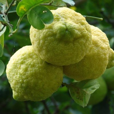 Citronnier des neiges Jambhiri  - Leaderplant