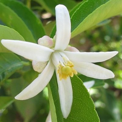 Citronnier des neiges Jambhiri  - Leaderplant