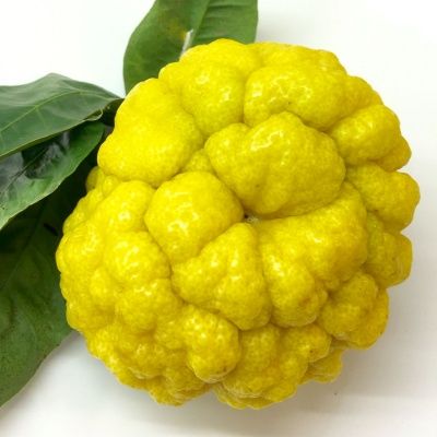 Citron Japonais Oni Yuzu - Leaderplant