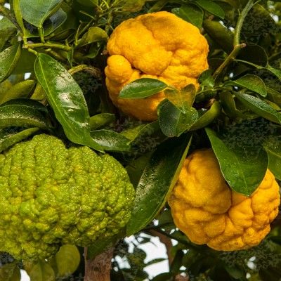 Citron Japonais Oni Yuzu - Leaderplant