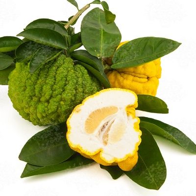 Citron Japonais Oni Yuzu - Leaderplant