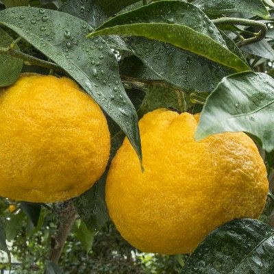Orange d'été Natsudaidai - Leaderplant