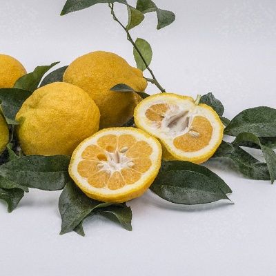 Orange d'été Natsudaidai - Leaderplant