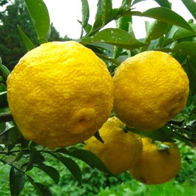 Citron Yuzu - Leaderplant