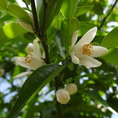 Citron Yuzu - Leaderplant