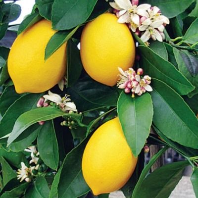 Citronnier '4 Saisons' En Godet - Bouture, Produit Des Citrons Toute L'année