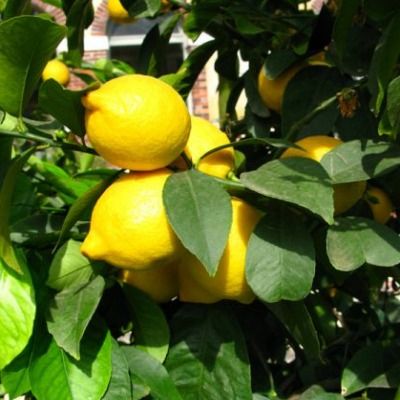 Citronnier : variétés, plantation et entretien - Jardiland